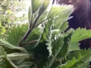 Outdoor Pain Porn - Outdoor Pain Play with Nettles | XXX Mobile Porn - Clips18.Net