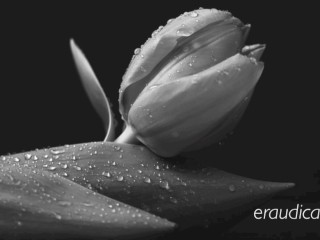 Do You_Remember? (What We Were to Each Other) - sensual erotic audio_by Eve's Garden