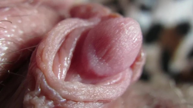 Hard Clit - Pulsing Hard Clitoris in Extreme Close up - Pornhub.com