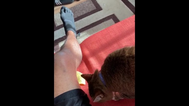Cat Dick Porn - Cat Licking Chip by my Leg - Pornhub.com