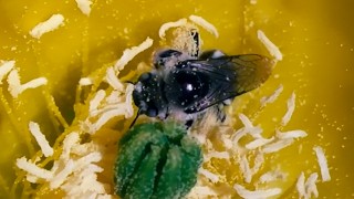 An Exotic Explorer Raids The Pollen Squirter