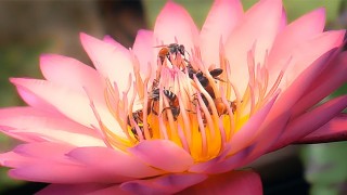 Hd Free Porn - Beesexual Twenty Dicked Flower Hosts Massive Orgy