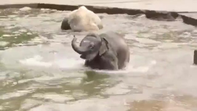 640px x 360px - Just a Video about some Baby Elephants Passing through - Pornhub.com