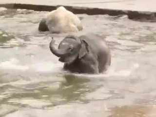 Just A Video About Some Baby Elephants Passing Through