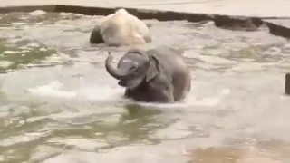 Just A Video Of Some Baby Elephants Passing By