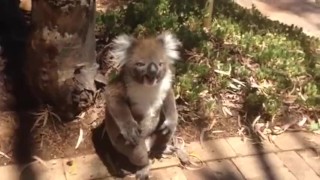 Outside The Koala Is Knocked Out Of The Tree