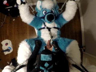 Subby Husky Murrsuiter Gets Pegged