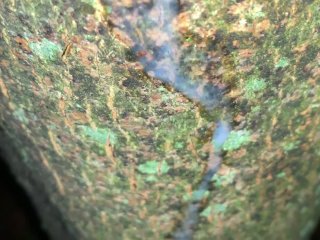 Cumshot On A Tree And Close Up Look On My Fresh Load