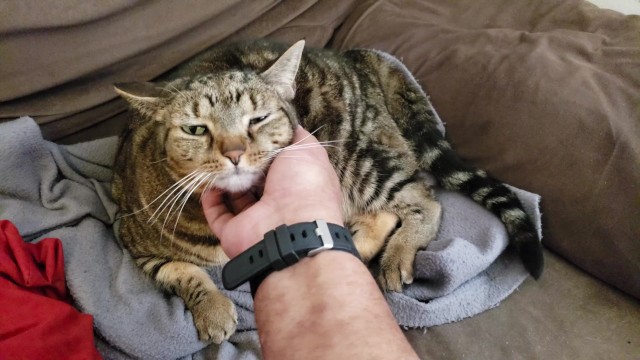 Fat Pussy Cat Gets Rubbed and Pet - Pornhub.com