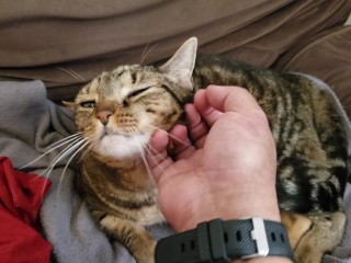 Fat Pussy Cat_Gets Rubbed And Pet