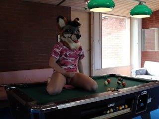Fox Pawing Off And Makes A Mess On Top Of Hotel Pool Table