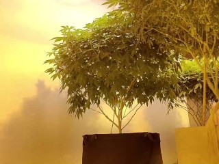 Nude Gardening with Freak77Show Grow Tips Episode 2 Lollipopping