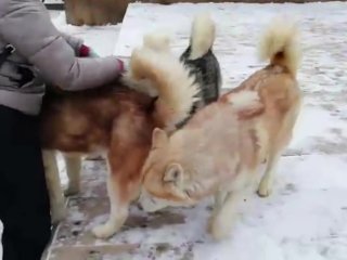 Gina Gerson To Siberia