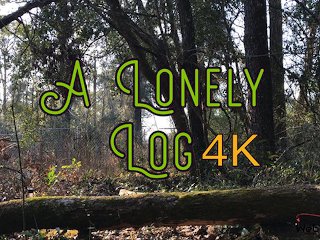 A Lonely Log (4K)