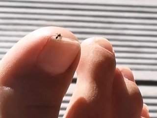 Little Ant Has A Foot Fetish