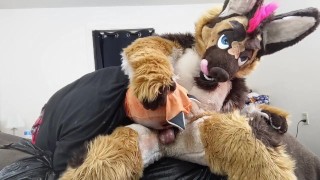 Gay Putting A Slutty Fox To Work