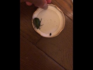 Beetle Play Message For Full Video