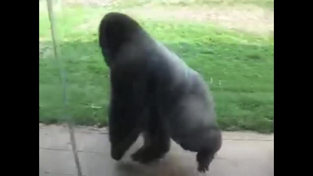 Gorilla Xxx Girl - Spinning Gorilla Doom - Pornhub.com