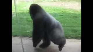 Monkey Gorilla Doom Is Spinning