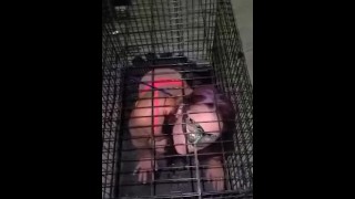 Master caged his tiny slave 