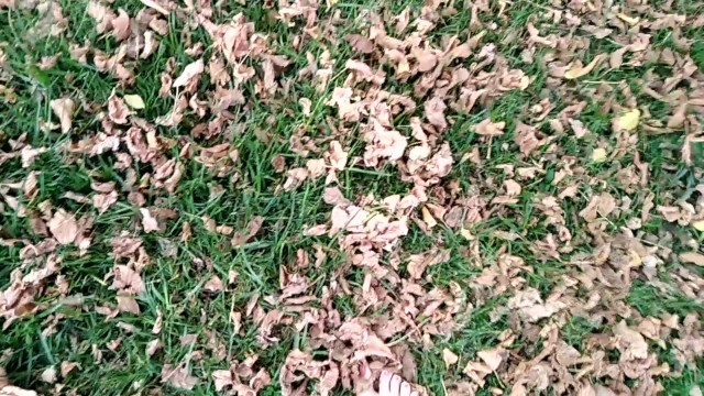 two sexy pairs of feet stepping on crunchy fall leaves