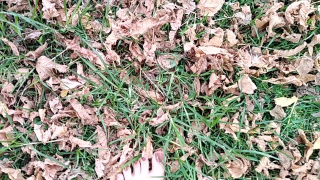 two sexy pairs of feet stepping on crunchy fall leaves