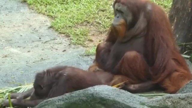 Arangitan Zoo Sex Gifs - äººç›®ã‚’æ°—ã«ã›ãšæ¿ƒåŽšSEXã‚’ã™ã‚‹ã‚ªãƒ©ã‚¦ãƒ¼ã‚¿ãƒ³ã‚«ãƒƒãƒ—ãƒ« - Pornhub.com