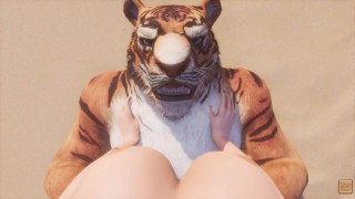 POV Of A Female Wild Life Huge Tiger Furry Knotting