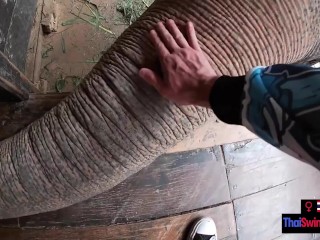 Elephant riding in Thailand withteen couple who had sex afterwards