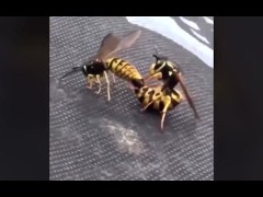 Wasp clapping cheeks...