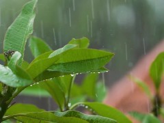 Example Video - Rain on Leaves
