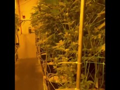 Snuck into a Growroom to Fuck! Shhh..