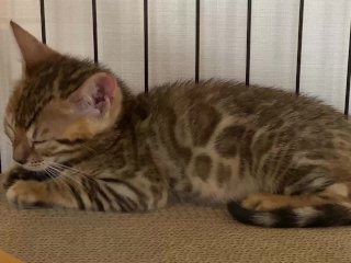 A Quiet Kitty Is So Cute… I Can Watch Her All The Time
