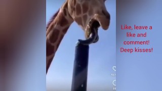 Stepdaughter my giraffe in the perfect deepthroat with cum in throat 