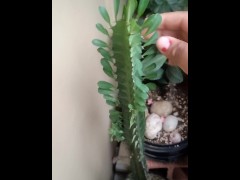 Plant as a dick
