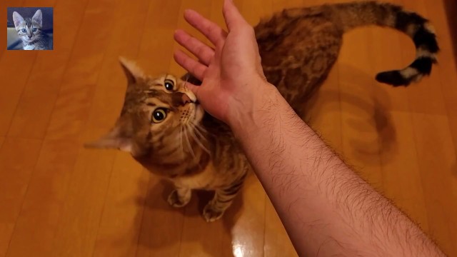 Daily life with a lovely kitten  Do you want to play too?