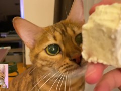 The cat looks at your cheese greedily ... . So cute you'll want to give her lots of it!