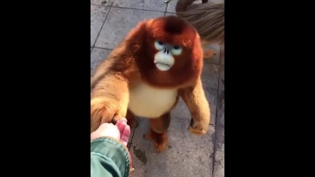 Just a Video of a Monkey Eating Food - Pornhub.com