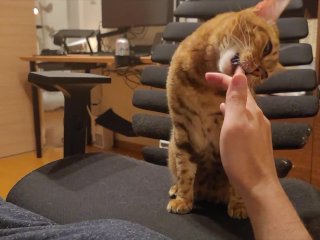 Pussy Invites You To Play Hard And Play Till Morning… It's So Intense, The Bed Is About To Break