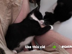 TINY PUSSIES INVOLVE THE CAMERA MAN WHILE PLAYING WITH EACH OTHER