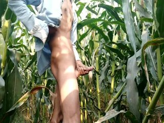 Indian Big Cock Showing in_Maize Field