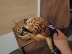 Dodgy kitty feels good and falls down ... . Funny Porn