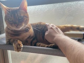 Playing With A Pussy By The Window In The Morning… Kitten Gets Excited When She Is Seen By Someo