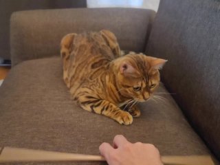 A Furry Pussy Gets Excited By A Toy And Runs Amok On The Sofa… The Bed Is Broken