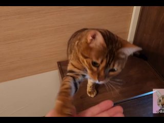 Furry Pussy Is Only Interested In Treats… Not In The Mood To Play With Toys, High-Flying