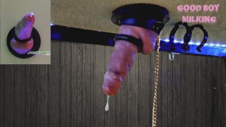 Milking A Large Cushot With A Leashed Cock Sleeve