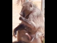 Monkey masturbate and eat his sperm