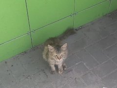Накормил бездомную кошку возле магазина