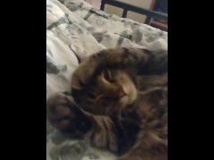 Cute Kitten Waking Up