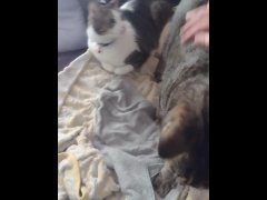 Three Cute Kittens Get Jealous Over Me